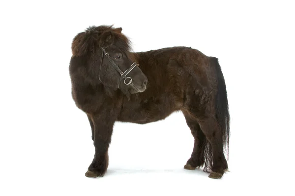 Bruin pony — Stockfoto