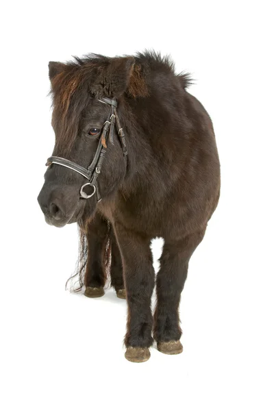Hnědá pony — Stock fotografie