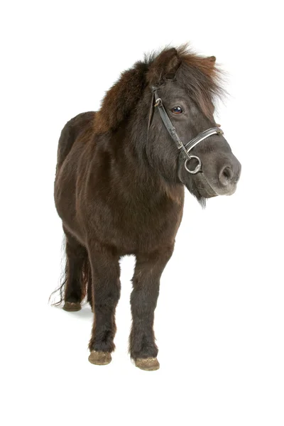 Hnědá pony — Stock fotografie