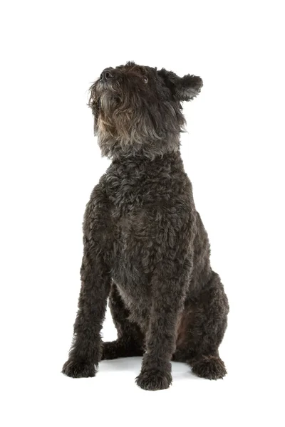 Flander Bouvier des flandres honácký pes — Stock fotografie