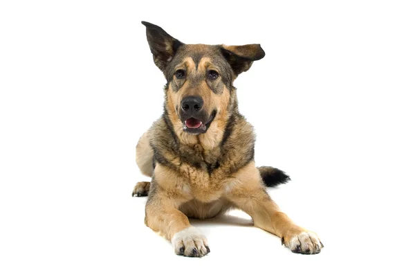 混合された品種犬 — ストック写真