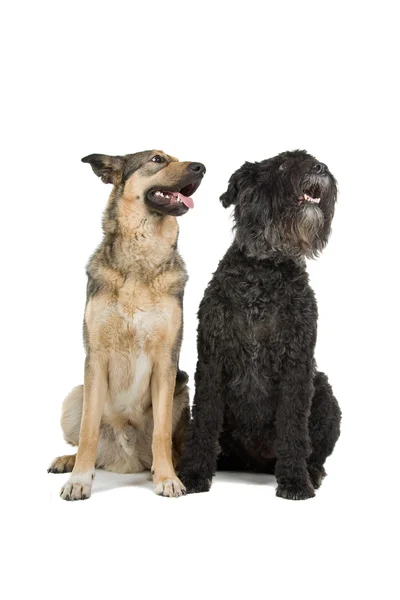 Två söta hundar — Stockfoto