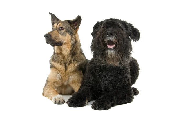 Zwei süße Hunde — Stockfoto