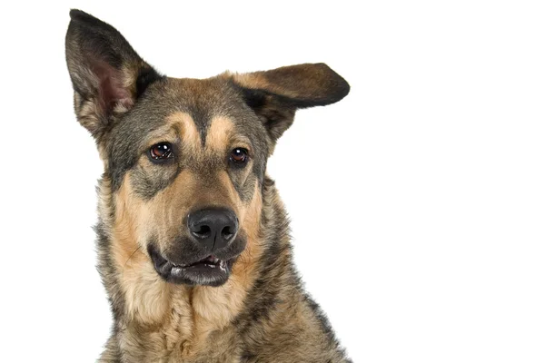 Anjing ras campuran — Stok Foto