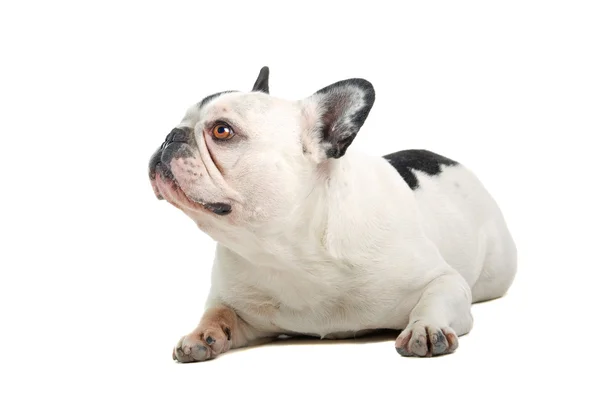 Tatlı Fransız bulldog 'u — Stok fotoğraf