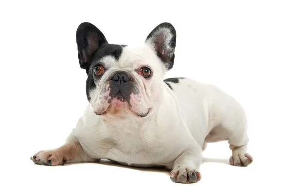 Cute french bulldog — Stock Photo, Image