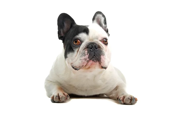 Aranyos francia bulldog — Stock Fotó