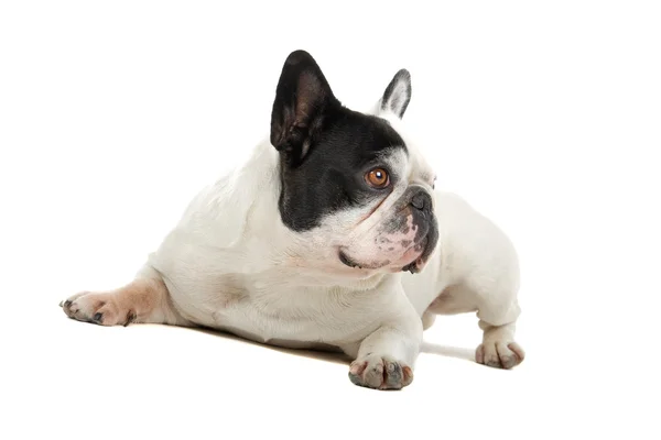 Carino bulldog francese — Foto Stock