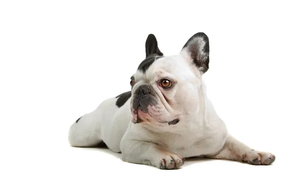 Cute french bulldog — Stock Photo, Image
