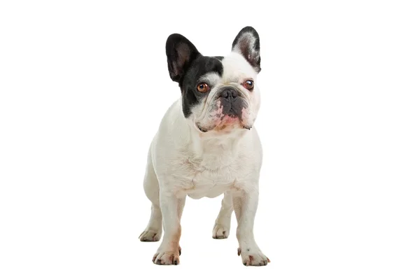 Lindo bulldog francés — Foto de Stock