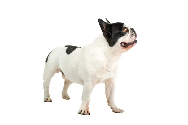 Schattig frans bulldog — Stockfoto