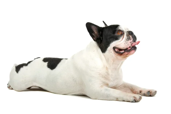Söt fransk bulldogg — Stockfoto
