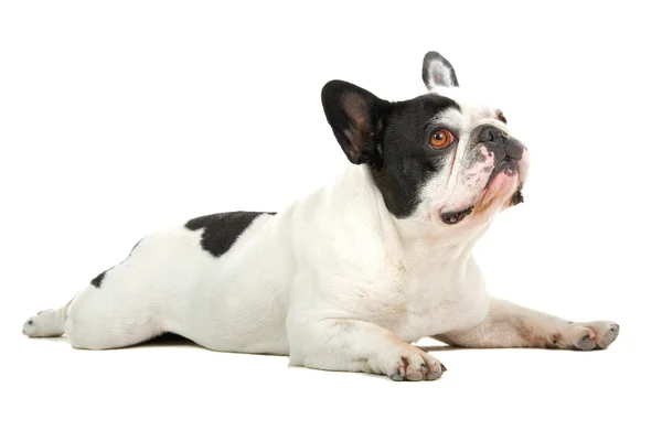 Carino bulldog francese — Foto Stock