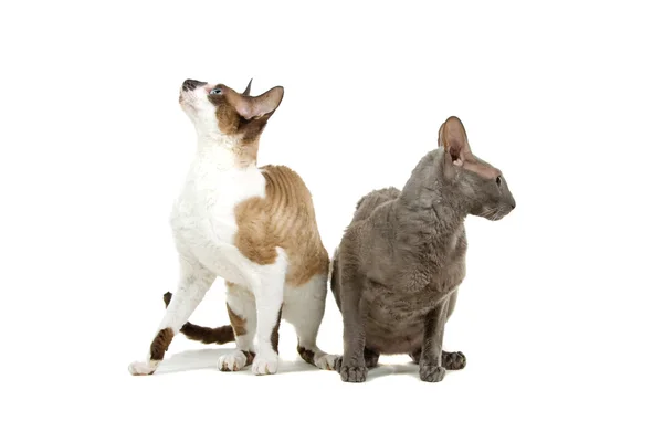 Zwei Kornisch-Rex-Katzen — Stockfoto