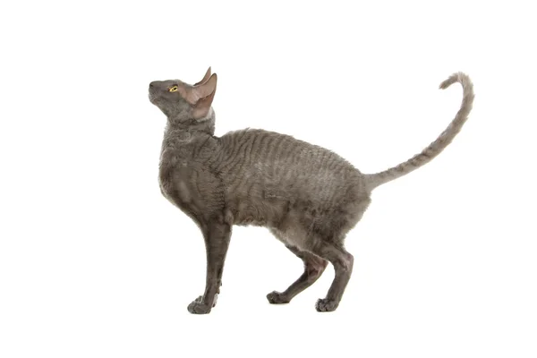 Cornish rex cat — Stock Photo, Image