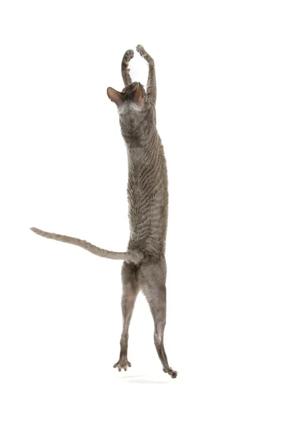 Корнуольская кошка — стоковое фото