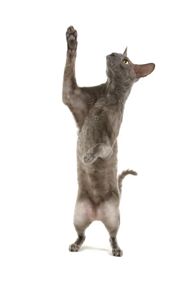 stock image Cornish rex cat