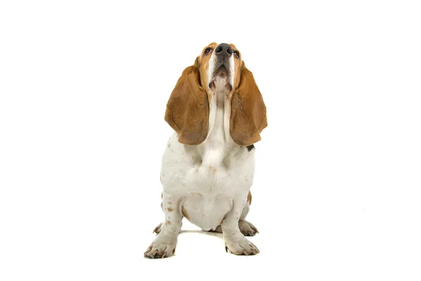 Inglés basset dog (hound ) —  Fotos de Stock