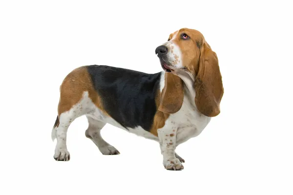 Anglické basset psa (pes) — Stock fotografie