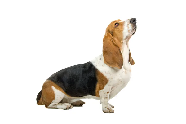 Englischer basset dog (hund) — Stockfoto