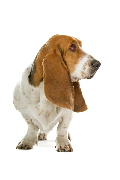 Pies basset angielski (ogar) — Zdjęcie stockowe