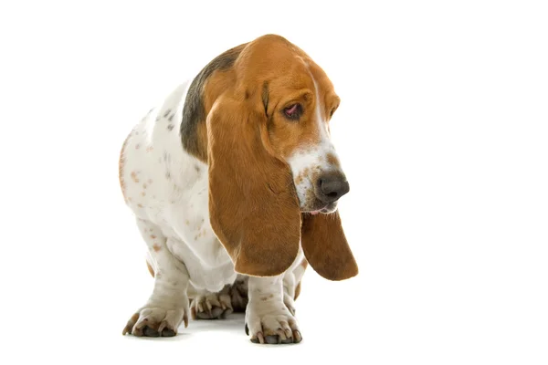 Cão basset inglês (hound ) — Fotografia de Stock