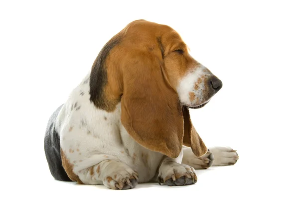 Anjing basset Inggris (hound ) — Stok Foto