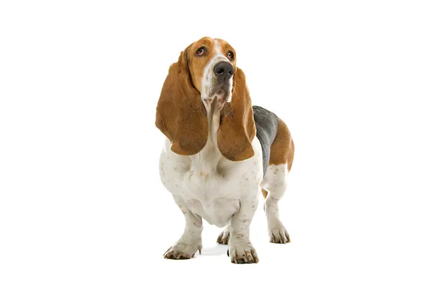 Englischer basset dog (hund) — Stockfoto