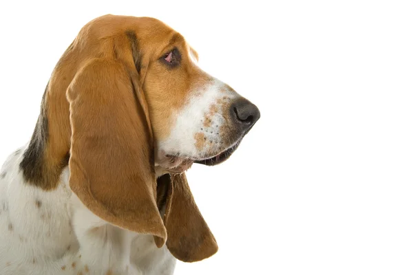 English basset dog (hound) — Stock Photo, Image
