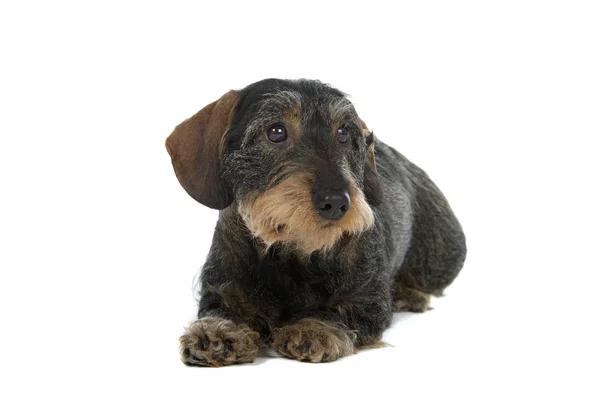 Perro salchicha cabellera — Foto de Stock