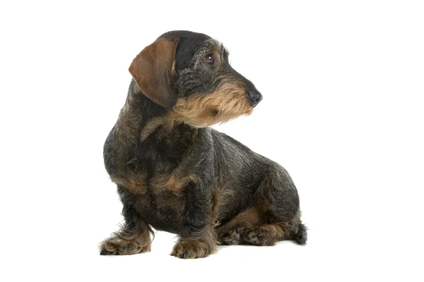 Strävhåriga taxar hund — Stockfoto