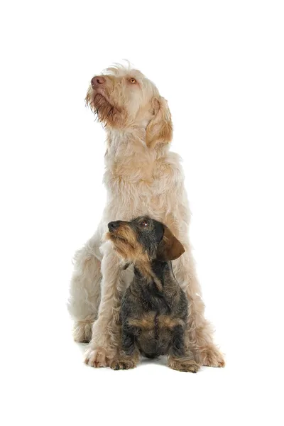 Két aranyos kutya — Stock Fotó