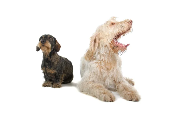 Две милые собаки — стоковое фото