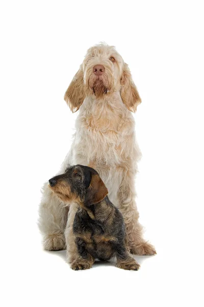 Due cani carini — Foto Stock