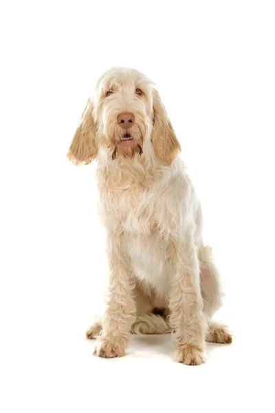 stock image Spinone italiano, italian pointer dog