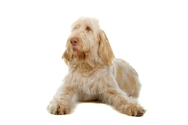 Spinone italiano, italian pointer dog — Stock Photo, Image