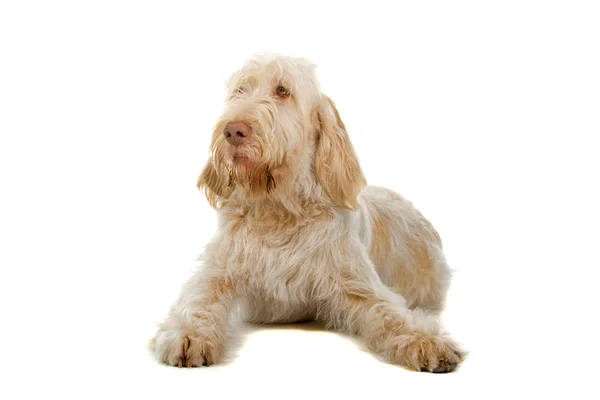 Spinone italiano, olasz mutató kutya — Stock Fotó