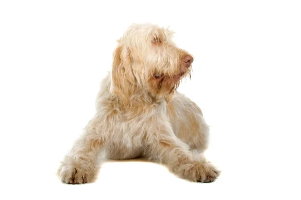 Spinone italiano, włoski wskaźnik psa — Zdjęcie stockowe