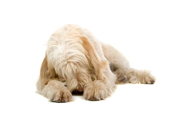 Spinone italiano, italský ukazatel pes — Stock fotografie