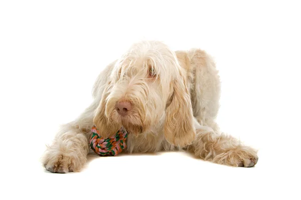 Spinone italiano, italian pointer dog — Stock Photo, Image