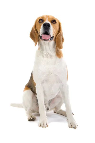 Perro Beagle — Foto de Stock