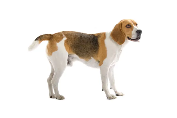 Beagle hond — Stockfoto