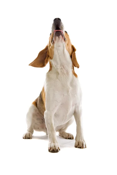 Σκυλιών Beagle — Φωτογραφία Αρχείου