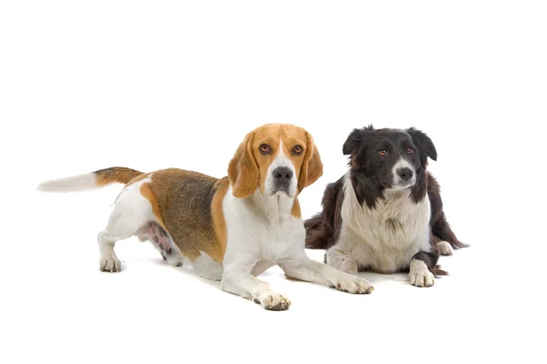Cão beagle e collie da fronteira — Fotografia de Stock