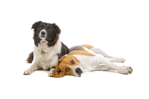 Beagle dog and border collie — Stock Photo, Image
