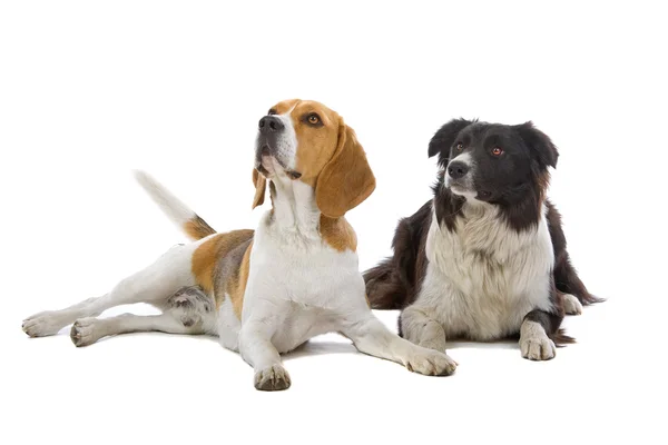 Beagle dog and border collie — Stock Photo, Image