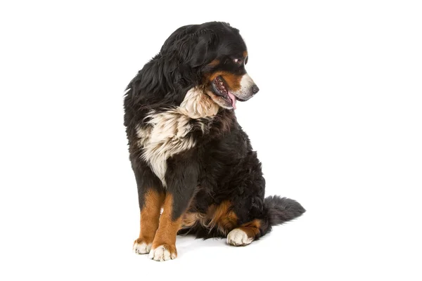 Bernese mountain dog (berner Sennenhond) — Stockfoto