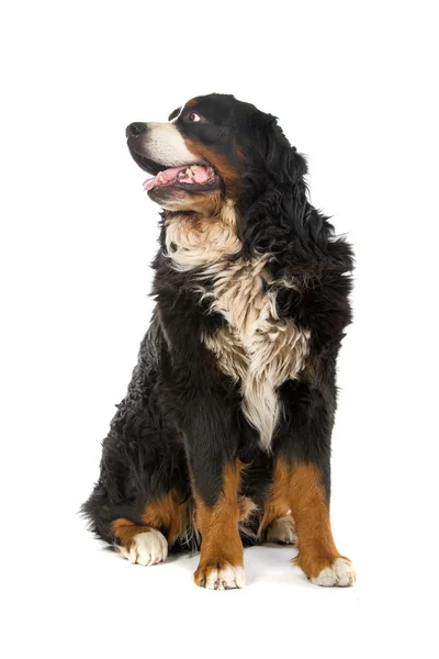 Berneński pies pasterski (berner sennenhund) — Zdjęcie stockowe