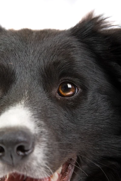 Border collie dog — Stock Photo, Image