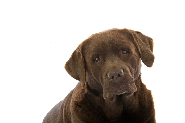 Chocolade labrador retriever hond — Stockfoto